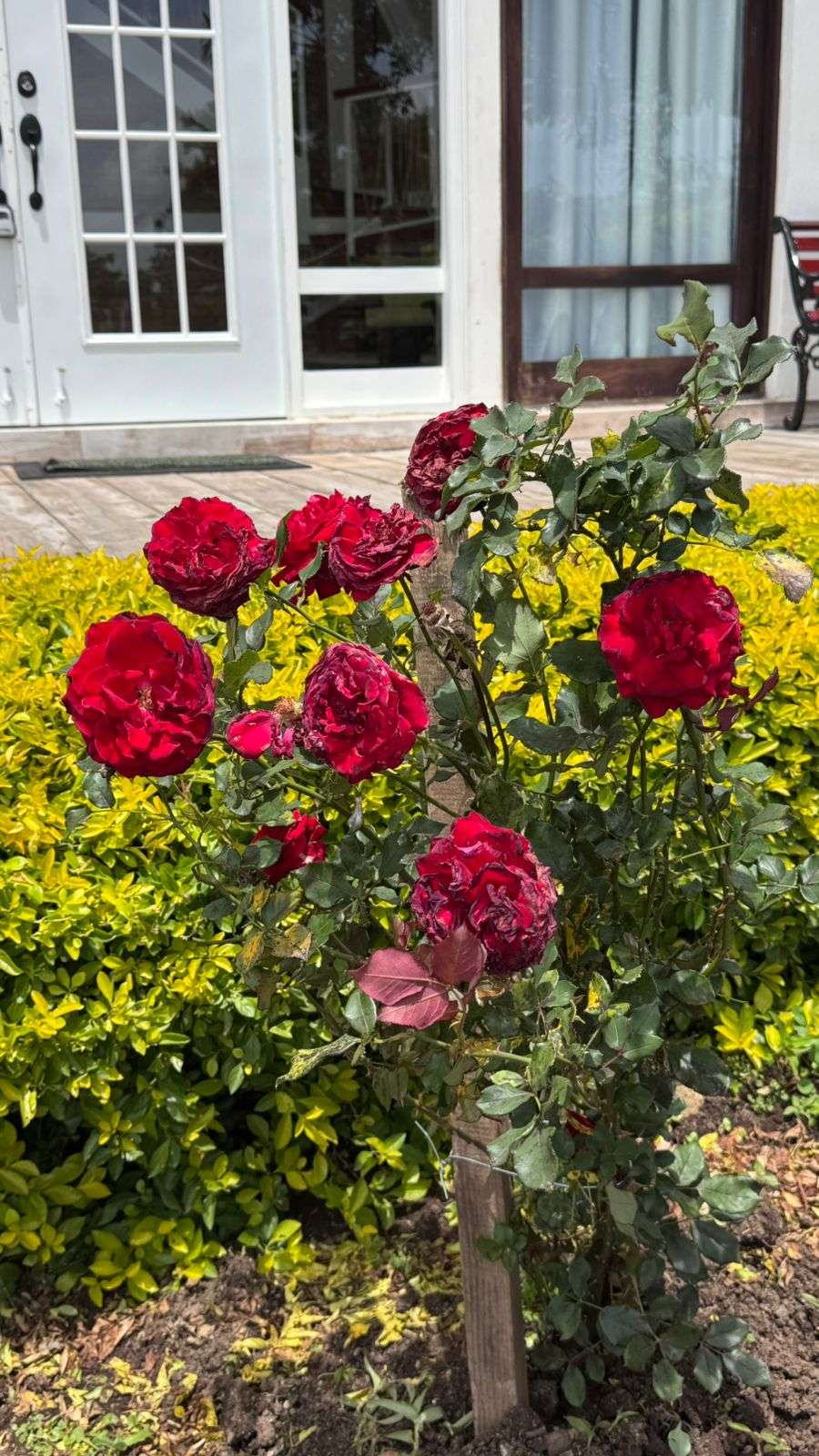 WhatsApp Image 2025-12-17 at 6.01.14 PM