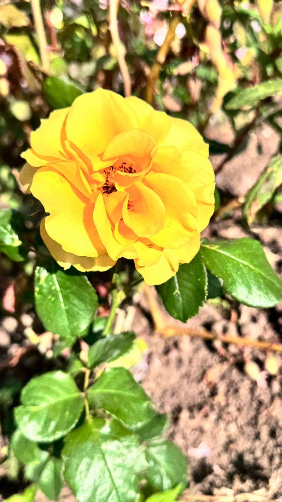 WhatsApp Image 2025-12-17 at 6.01.26 PM