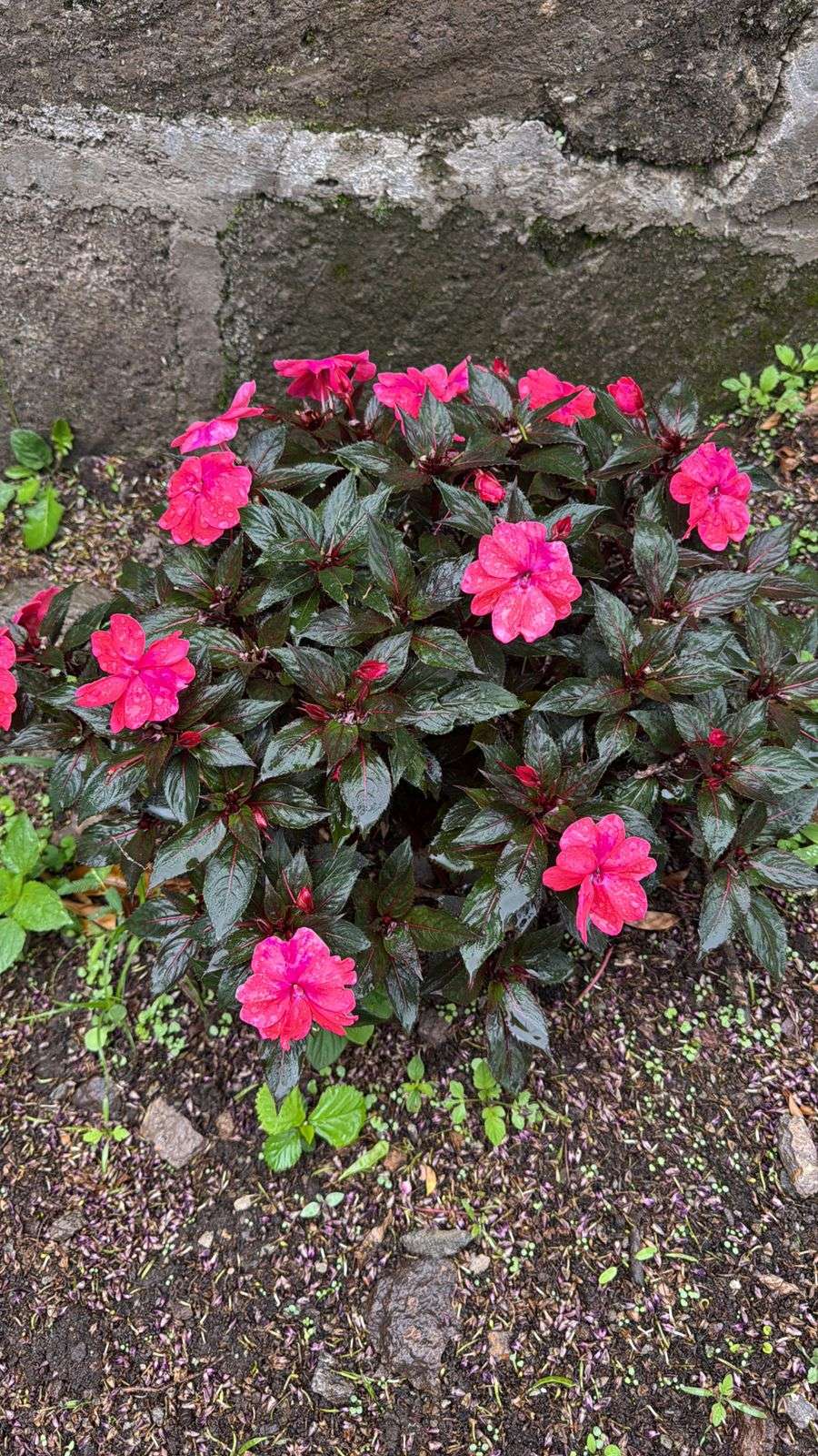 WhatsApp Image 2025-12-17 at 6.01.37 PM